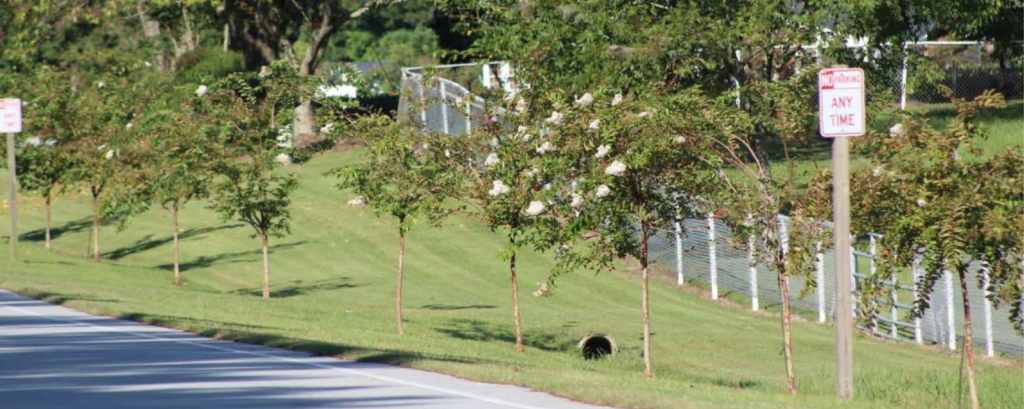 Trees planted along highway